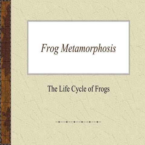 Frog metamorphosis