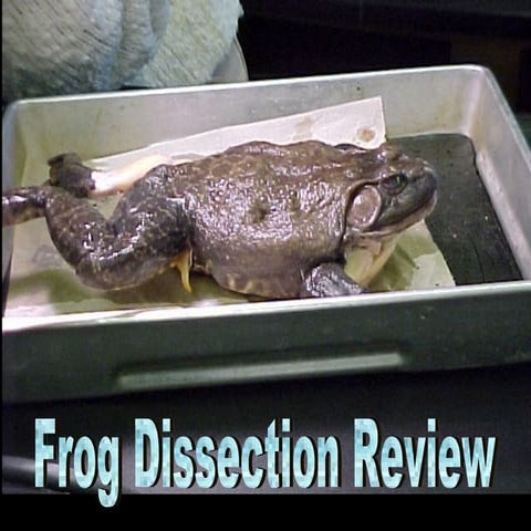 Frog review