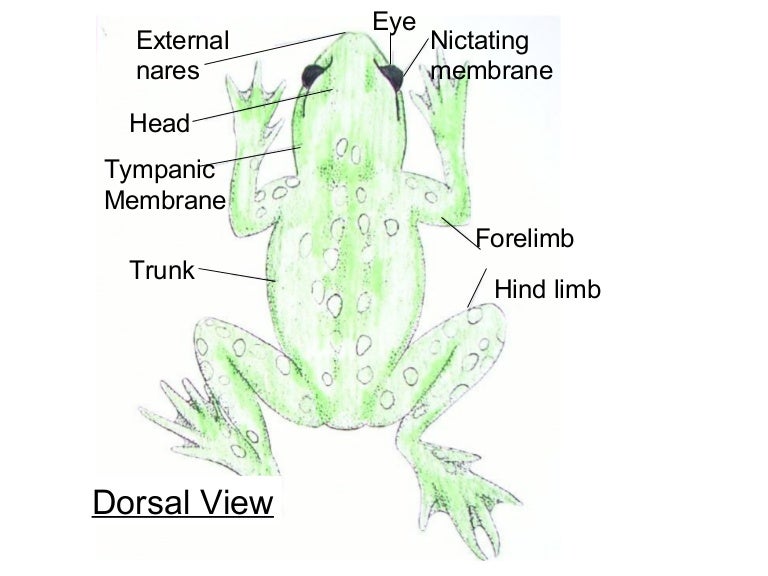frog diagrams frog parts