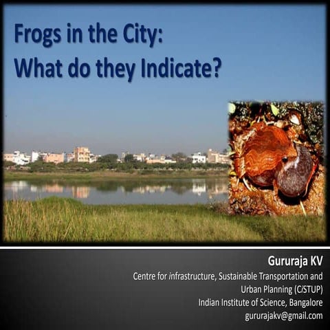 Frogs in the city: What do they indicate