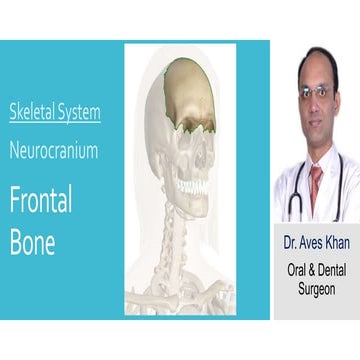 Skeletal System:- Neurocranium - Frontal bone