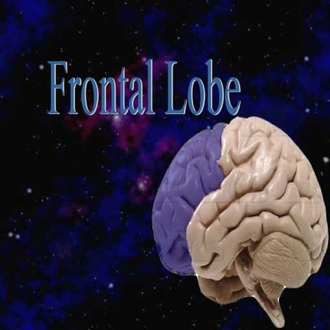 Frontal lobe