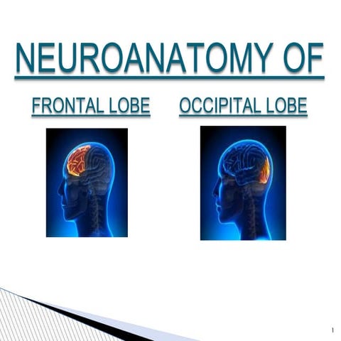 Frontal lobe