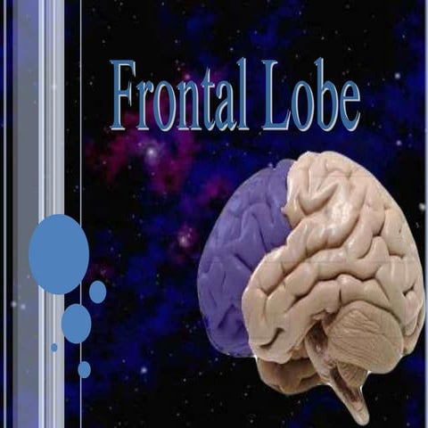 Frontal lobe 2010