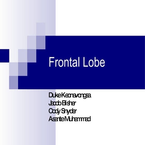 Frontal Lobe