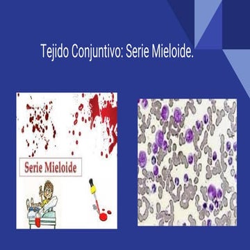Tejido conjuntivo  serie mieloide_CNieto