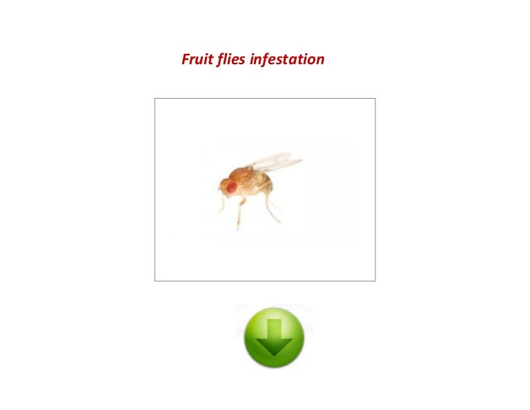 Fruit flies infestation