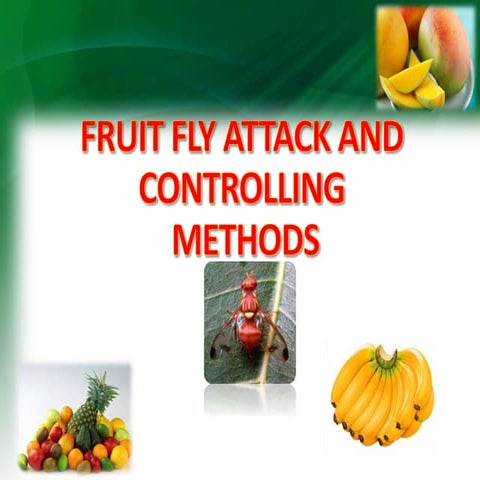 Fruit fyl attack and controlling 