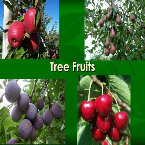 Fruits   tree fruit general