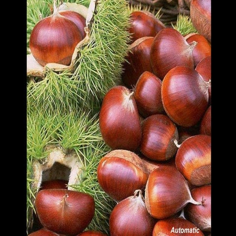 Fruits of autumn;chestnuts | PPS