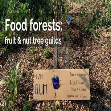 Food forests: fruit & nut tree guilds