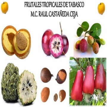 Frutales tropicales de tabasco | PPTX