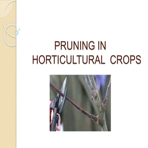 Pruning in horticultural crops