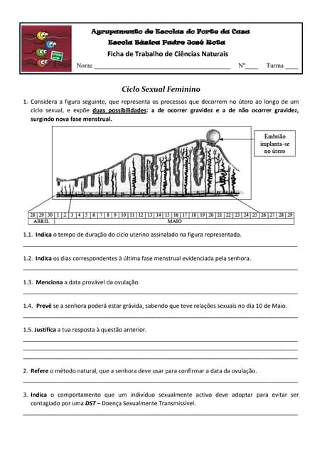 Ft   ciclo sexual