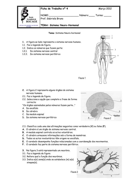 FT4 Sistema Neuro-Hormonal