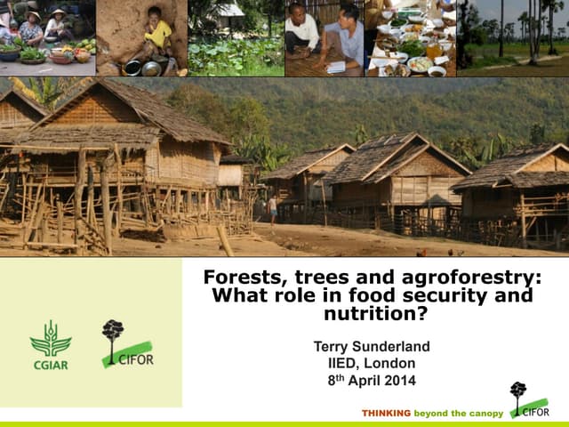 Food security and nutrition: The role of forests