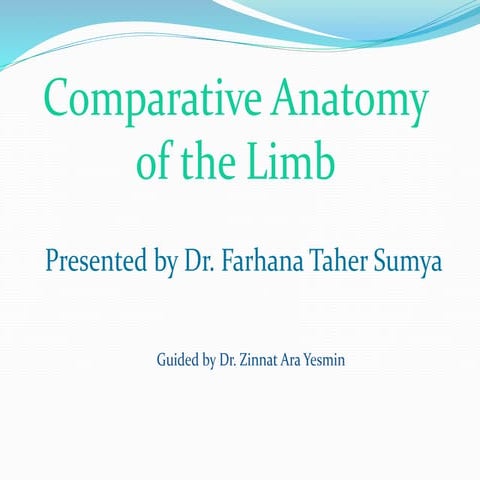 Comparative Anatomy of the Limb