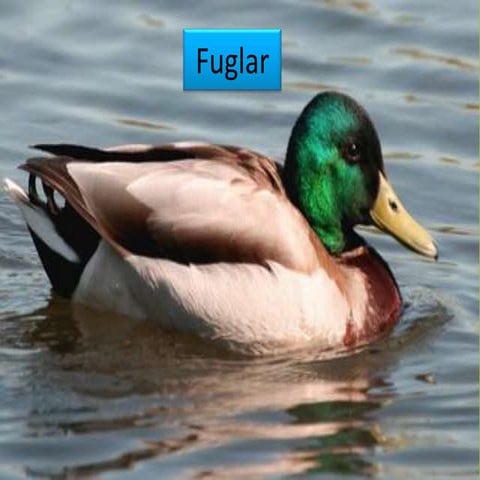 Fuglar