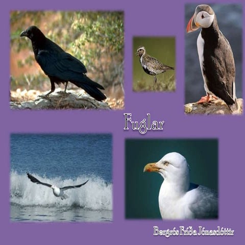 Fuglar