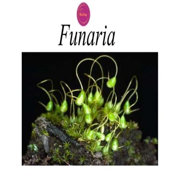 funaria-170928032028.pptxhhgfdhjkllkjhcvvbb | PPTX