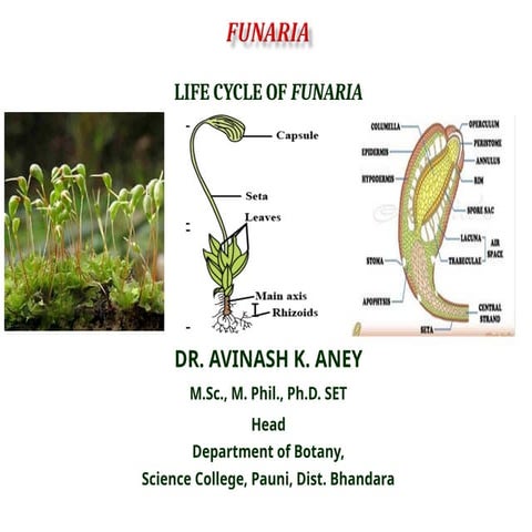 Life cycle of Funaria, member of class Bryopsida.ppt