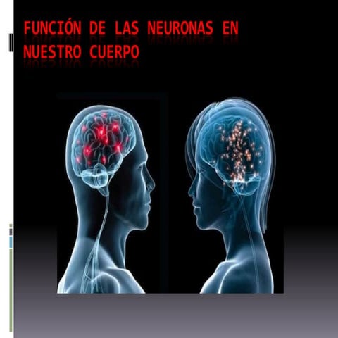 Función de las neuronas en nuestro cuerpo