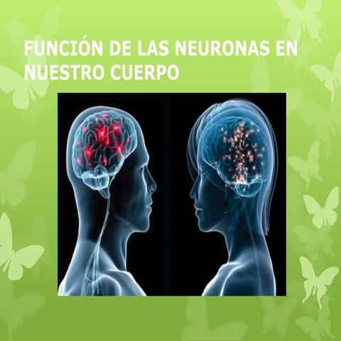 Función de las neuronas en nuestro cuerpo