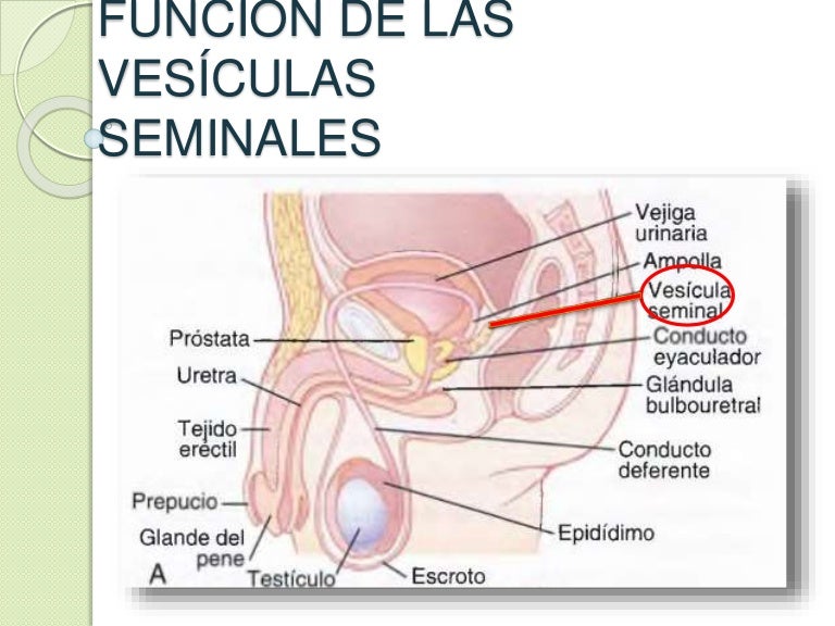 Función de las vesículas seminales