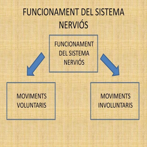 Funcionament del sistema nerviós