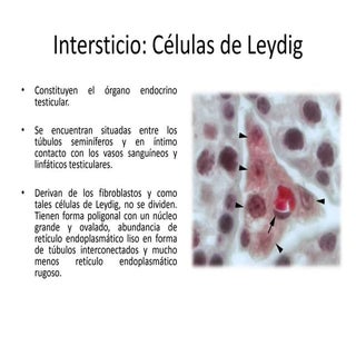 Funcion endocrian de los testículos.