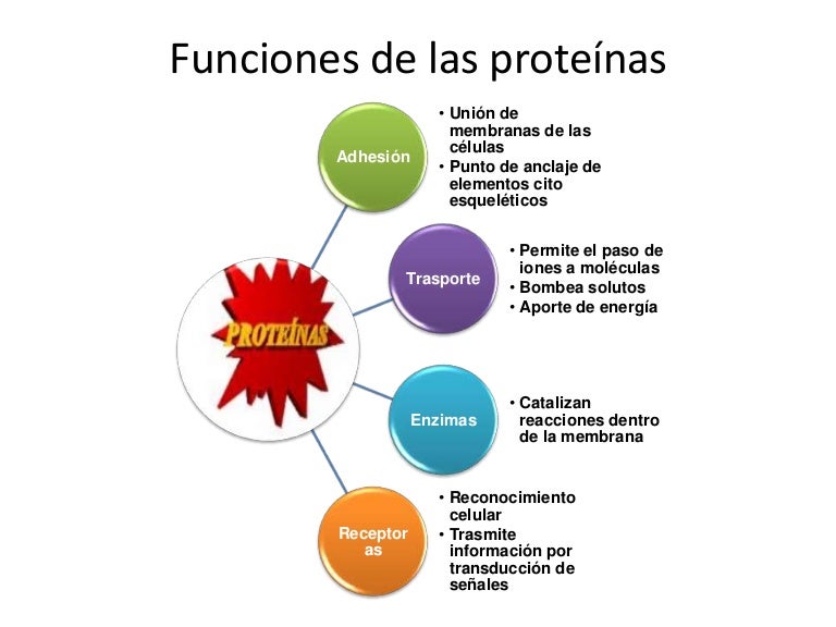 Funciones de las proteínas