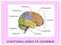 Functional Areas of Our Brain