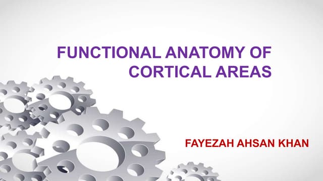 Functional anatomy of cortical areas