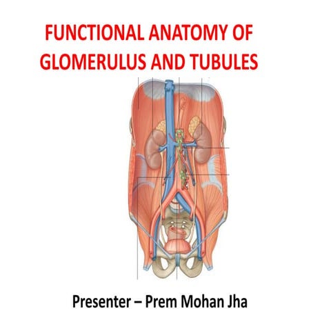 Functional anatomy of glomerulus and tubules