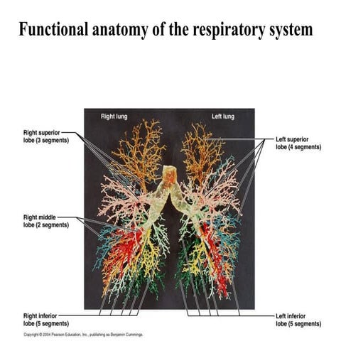 ANATOMY OF AIRWAYS - Important Points.pdf