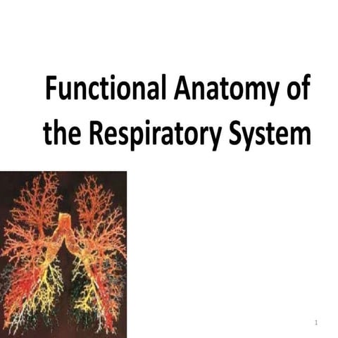 Functional Anatomy of the Respiratory System.pptx