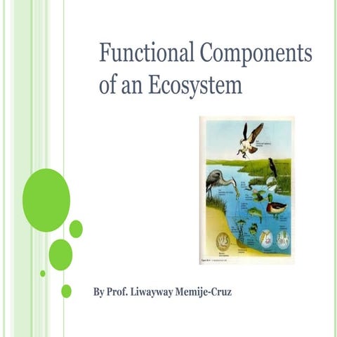 Functional Components of an Ecosystem