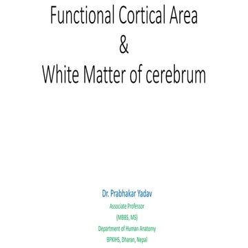 Functional cortical area & white matter of cerebrum