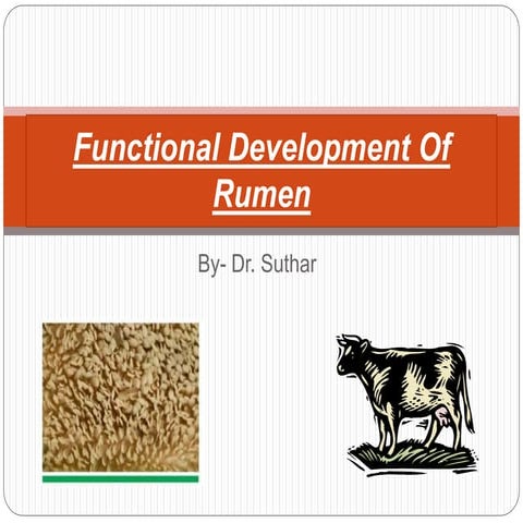 Functional development of rumen