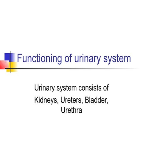 Anatomy of Urinary System ppt | PPTX