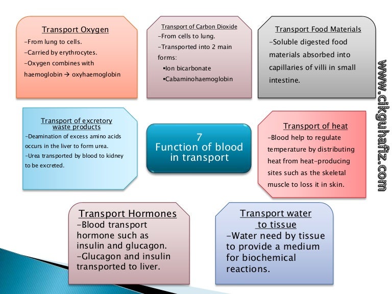 Function of blood transportation