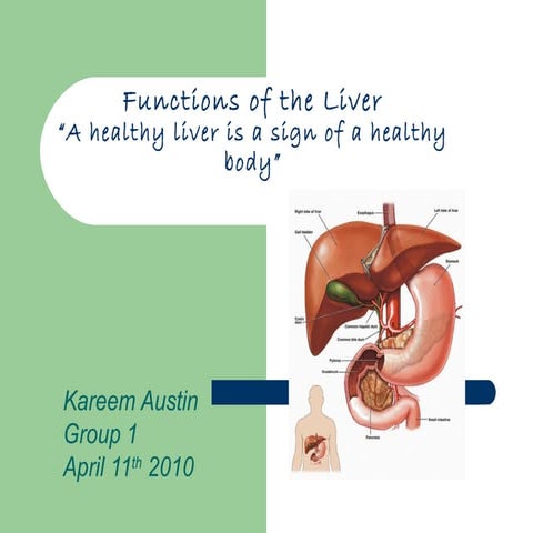 Function of the liver