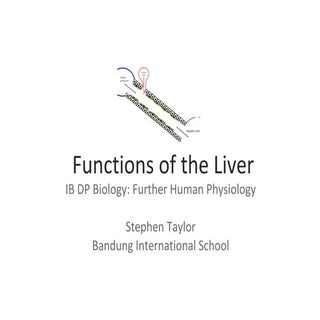 Functions Of The Liver
