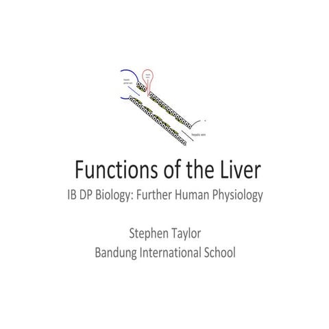 Functions Of The Liver