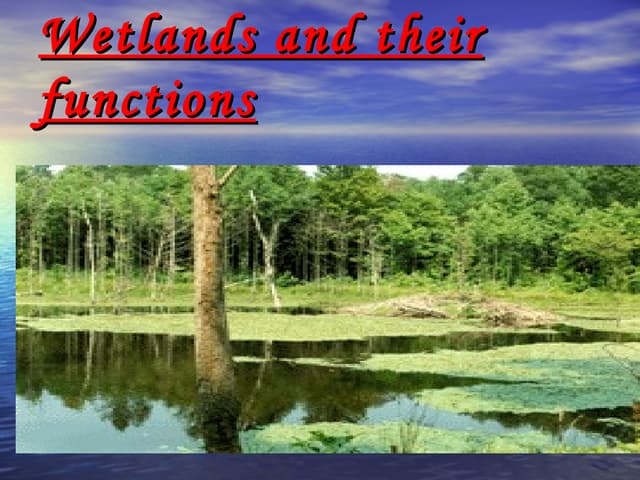 Functions of Wetlands by Jacob