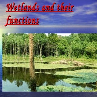Functions of Wetlands by Jacob
