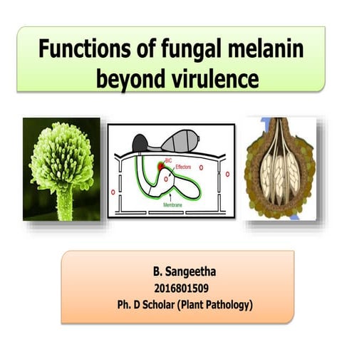 Functions of fungal melanin beyond virulence