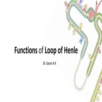 Functions of Loop of Henle 