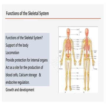 Functions of the Skeletal System | PPT