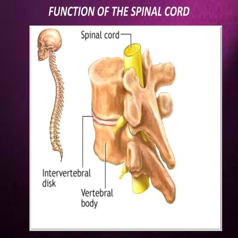 Functions of the spinal cord